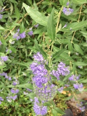 Caryopteris × clandonensis
