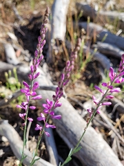 Comesperma polygaloides