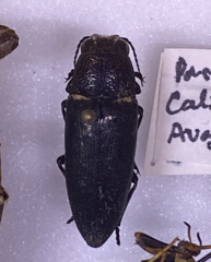 Hippomelas sphenicus