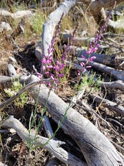 Comesperma polygaloides