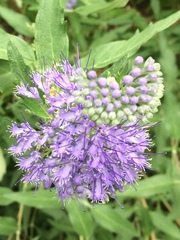 Caryopteris × clandonensis
