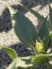 Stillingia spinulosa