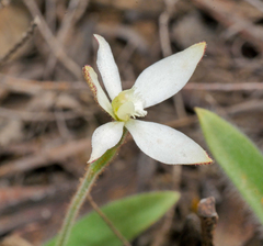 Caladenia marginata