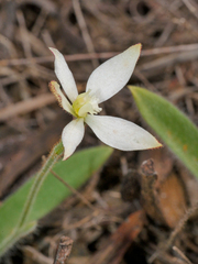 Caladenia marginata