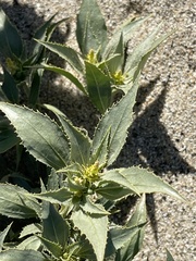 Stillingia spinulosa