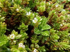 Crassula moschata
