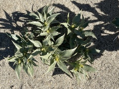 Stillingia spinulosa