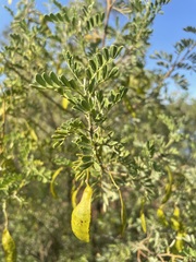 Senna artemisioides coriacea