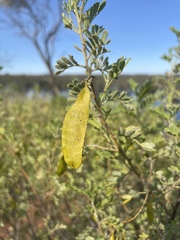 Senna artemisioides coriacea