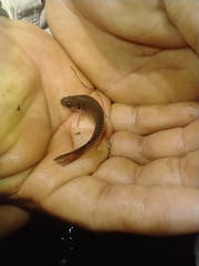 Pseudoxiphophorus bimaculatus