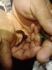 Pseudoxiphophorus bimaculatus