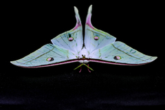 Actias selene