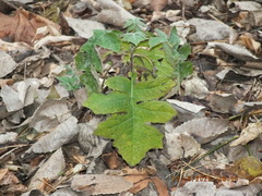 Polymnia canadensis