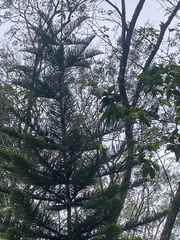 Araucaria heterophylla