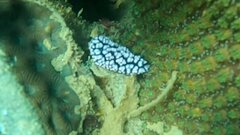 Phyllidiella