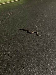 Deinagkistrodon acutus