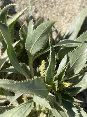 Stillingia spinulosa