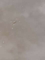 Aquarius paludum paludum