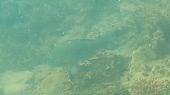 Choerodon schoenleinii