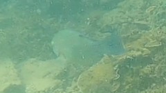 Choerodon schoenleinii