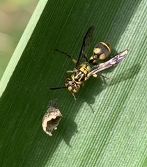 Ropalidia ornaticeps