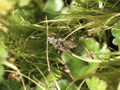 Nysius huttoni