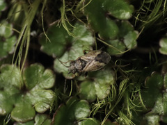 Nysius huttoni