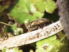 Nysius huttoni