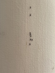 Technomyrmex albipes