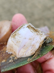 Notomegabalanus decorus