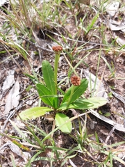 Solenogyne dominii
