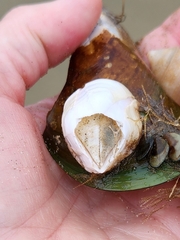 Notomegabalanus decorus