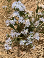 Limonium lobatum