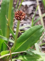 Solenogyne dominii