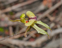 Caladenia brevisura