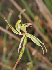 Caladenia brevisura