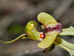 Caladenia brevisura