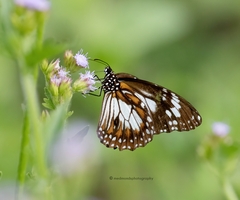Danaus affinis