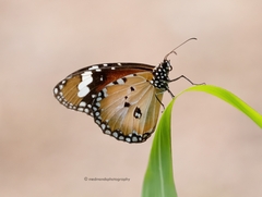 Danaus petilia