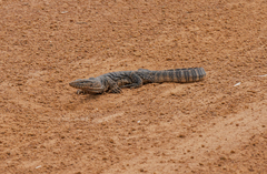 Varanus rosenbergi