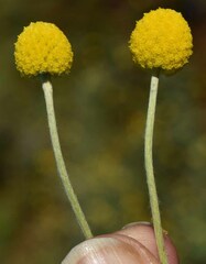 Pycnosorus chrysanthus