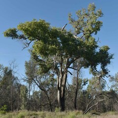 Angophora floribunda