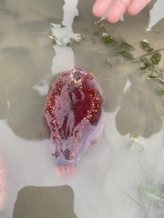 Pseudocolochirus violaceus