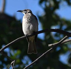 Philemon citreogularis