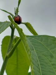 Coelophora biplagiata