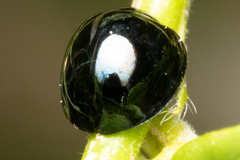 Chilocorus nigritus