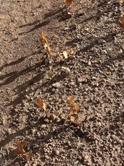 Acourtia nana