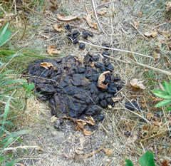 Cervus canadensis canadensis