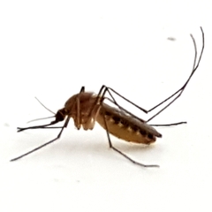 Culex quinquefasciatus