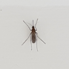 Culex quinquefasciatus